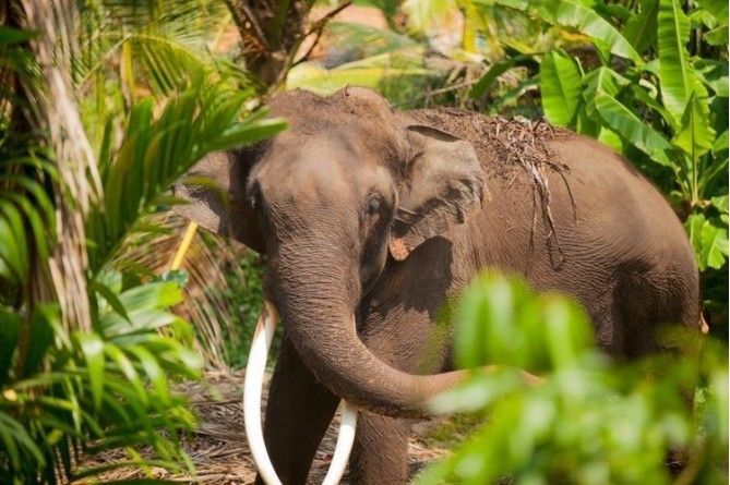 Sri Lanka