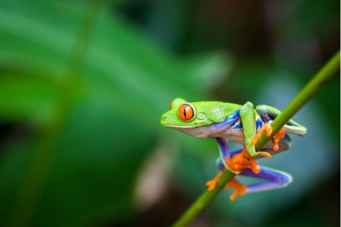 costa rica biodiversidad en puro estado